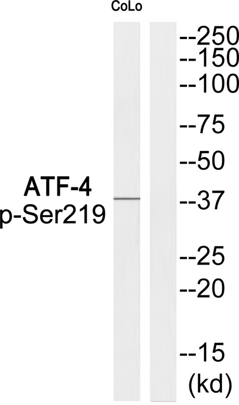 ATF-4 (Phospho-Ser219)
