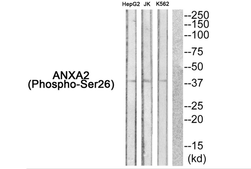 ANXA2 (Phospho-Ser26)