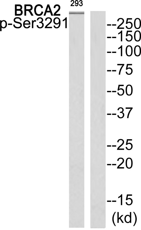 BRCA2 (Phospho-Ser3291)
