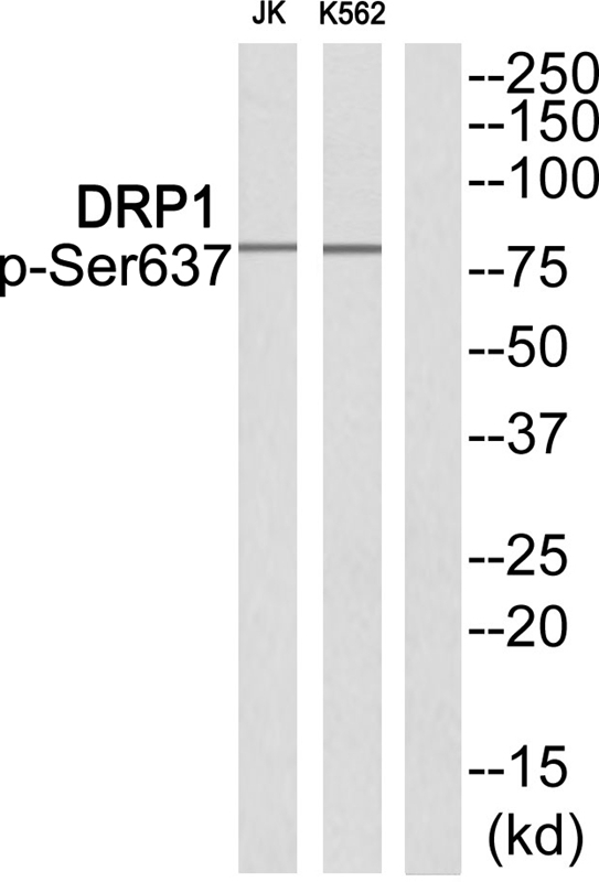 DRP1 (Phospho-Ser637)