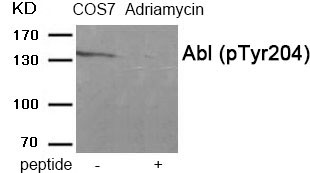 Abl (Phospho-Tyr204)
