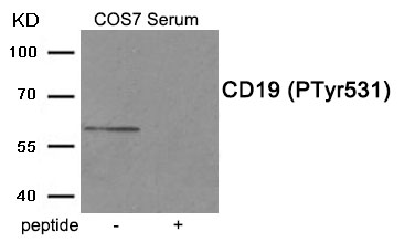 CD19 (Phospho-Tyr531)