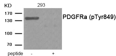 PDGFRa (Phospho-Tyr849)