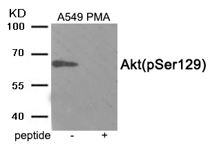 Akt (Phospho-Ser129)