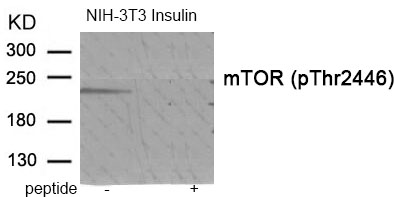 mTOR (Phospho-Thr2446)