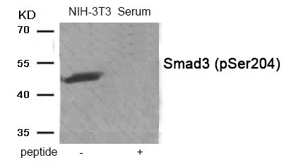 Smad3 (Phospho-Ser204)