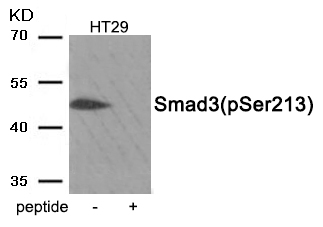 Smad3 (Phospho-Ser213)