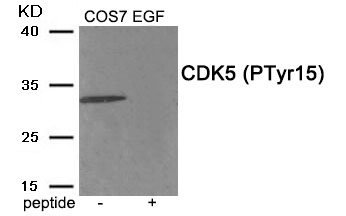 CDK5 (Phospho-Tyr15)