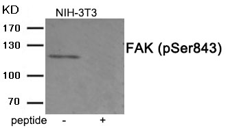 FAK (Phospho-Ser843)