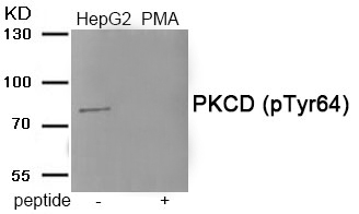 PKCD (Phospho-Tyr64)