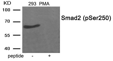 Smad2 (Phospho-Ser250)