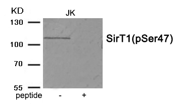 SirT1 (Phospho-Ser47)