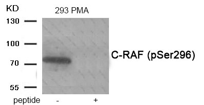 C-RAF (Phospho-Ser296)