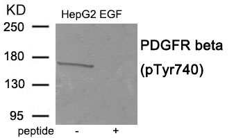 PDGFR beta (Phospho-Tyr740)