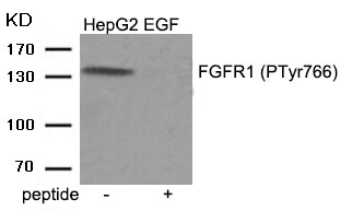 FGFR1 (Phospho-Tyr766)