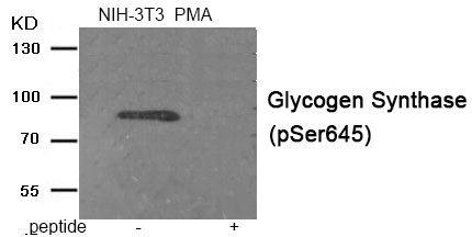 Glycogen Synthase (Phospho-Ser645)