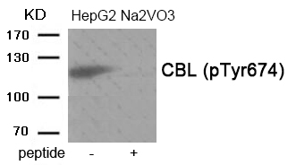 CBL (Phospho-Tyr674)