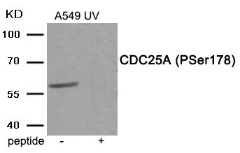 CDC25A (Phospho-Ser178)
