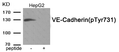 VE-Cadherin (Phospho-Tyr731)