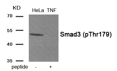 Smad3 (Phospho-Thr179)