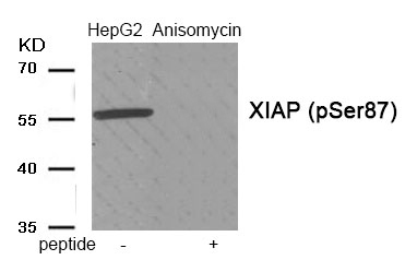 XIAP (Phospho-Ser87)