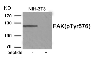 FAK (Phospho-Tyr576)