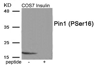 Pin1 (Phospho-Ser16)