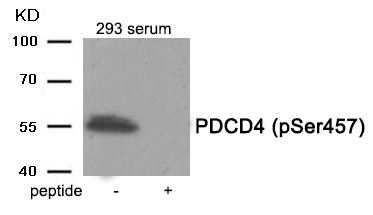 PDCD4 (Phospho-Ser457)