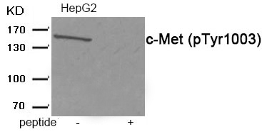 c-Met (Phospho-Tyr1003)
