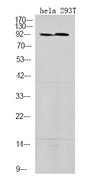 STAT5A/B (Phospho-Ser725/730)