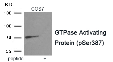 GTPase Activating Protein (Phospho-Ser387)