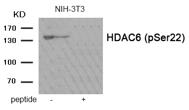HDAC6 (Phospho-Ser22)