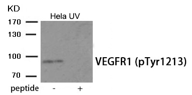 VEGFR1 (Phospho-Tyr1213)