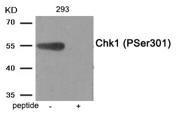 Chk1 (Phospho-Ser301)