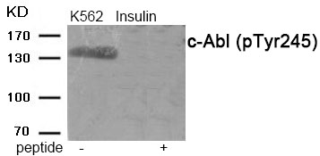 c-Abl (Phospho-Tyr245)