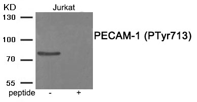 PECAM-1 (Phospho-Tyr713)