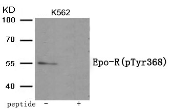 Epo-R (Phospho-Tyr368)