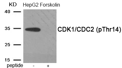CDK1/CDC2 (Phospho-Thr14)
