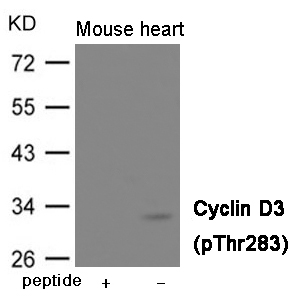 Cyclin D3 (Phospho-Thr283)