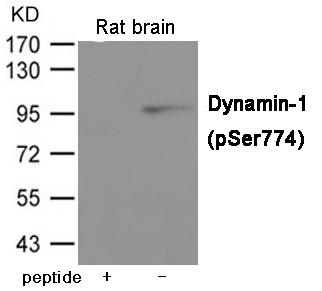 Dynamin-1 (Phospho-Ser774)