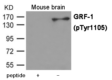 GRF-1 (Phospho-Tyr1105)
