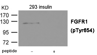 FGFR1 (Phospho-Tyr654)