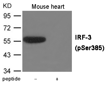 IRF-3 (Phospho-Ser385)