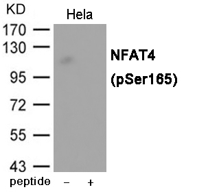 NFAT4 (Phospho-Ser165)