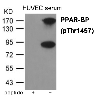 PPAR-BP (Phospho-Thr1457)