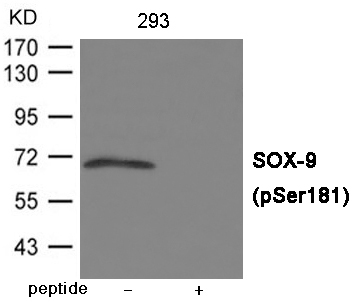 SOX-9 (Phospho-Ser181)