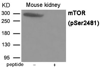 mTOR (Phospho-Ser2481)