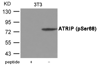 ATRIP (Phospho-Ser68)