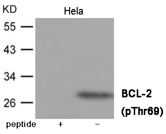 BCL-2 (Phospho-Thr69)