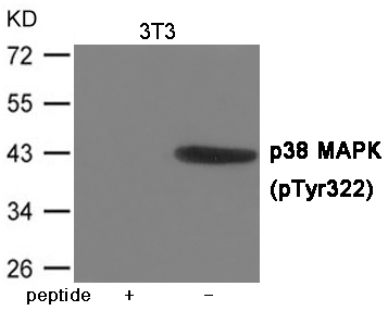 p38 MAPK (Phospho-Tyr322)